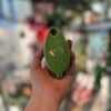 Shop Leaf Pipe in australian