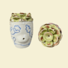 Shop Floral Plant Pipe in australian