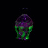 Shop Empire Glassworks UV Jellyfish Carb Cap in australian