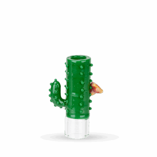 Shop Hose Tip Cactus in australian