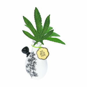 Shop My Bud Vase "Love Bud" Bong in australian