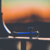 Shop The Steamroller in australian
