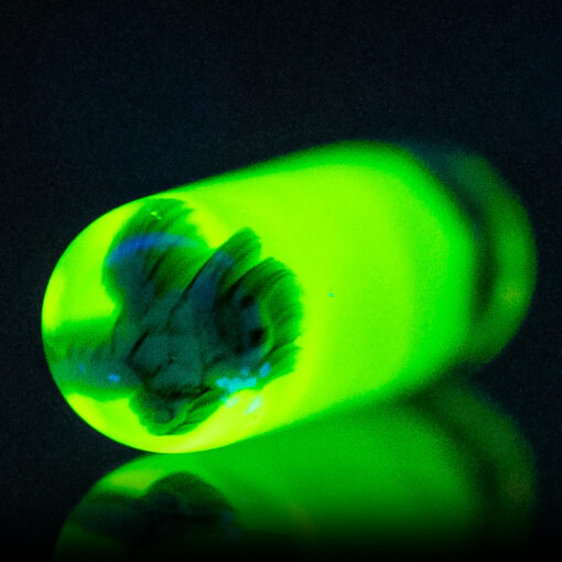 Shop Steve H Glass - Artist Series Pillar - Squirtle - UV Illuminati in australian