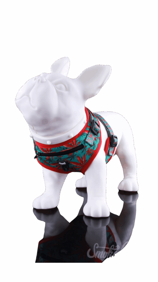 Shop Dog Harness in australian