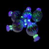 Shop AFM Glass UV Reactive Glass Carb Cap in australian